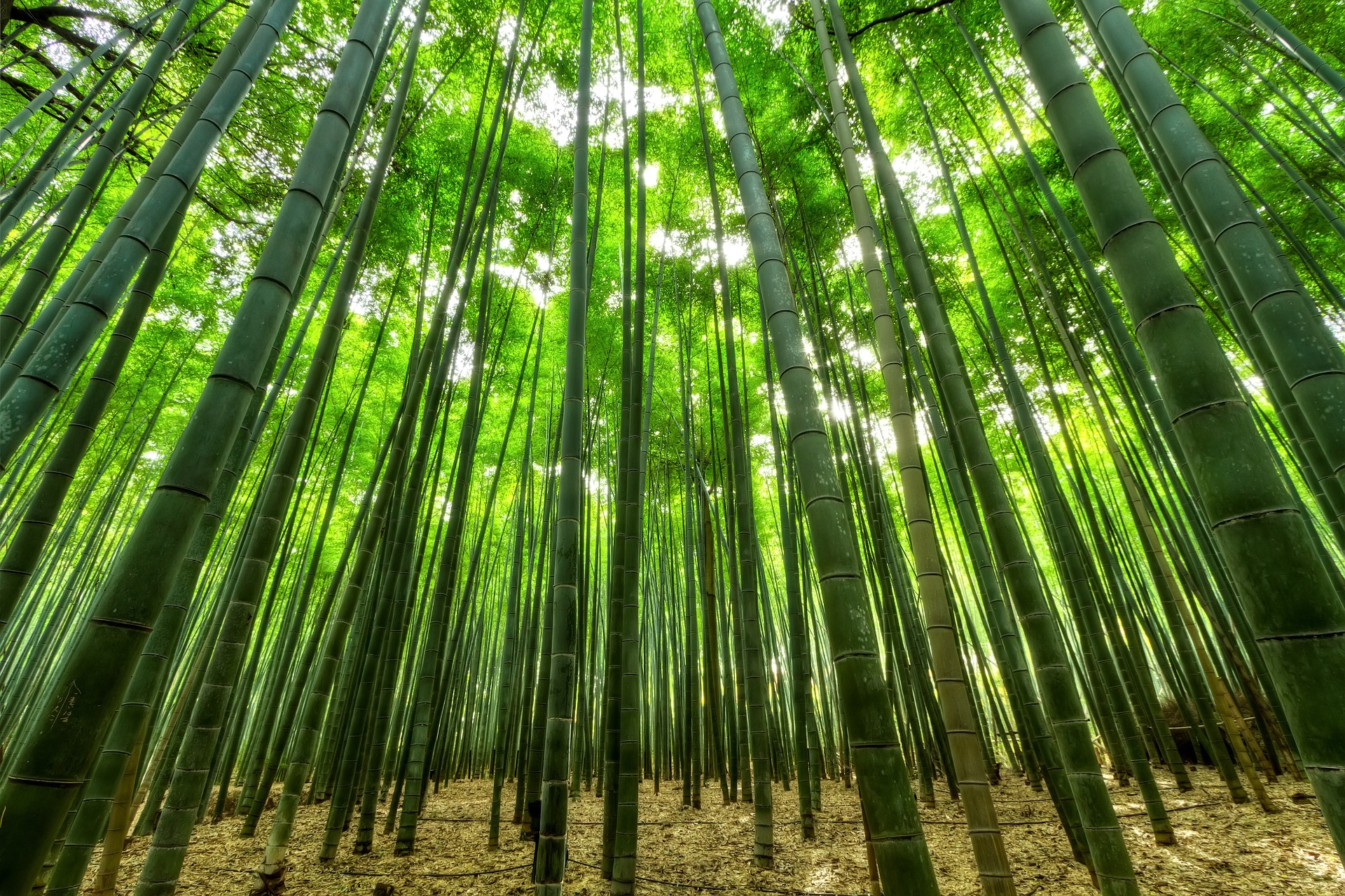 Bambus a jeho využitie v reálnom živote