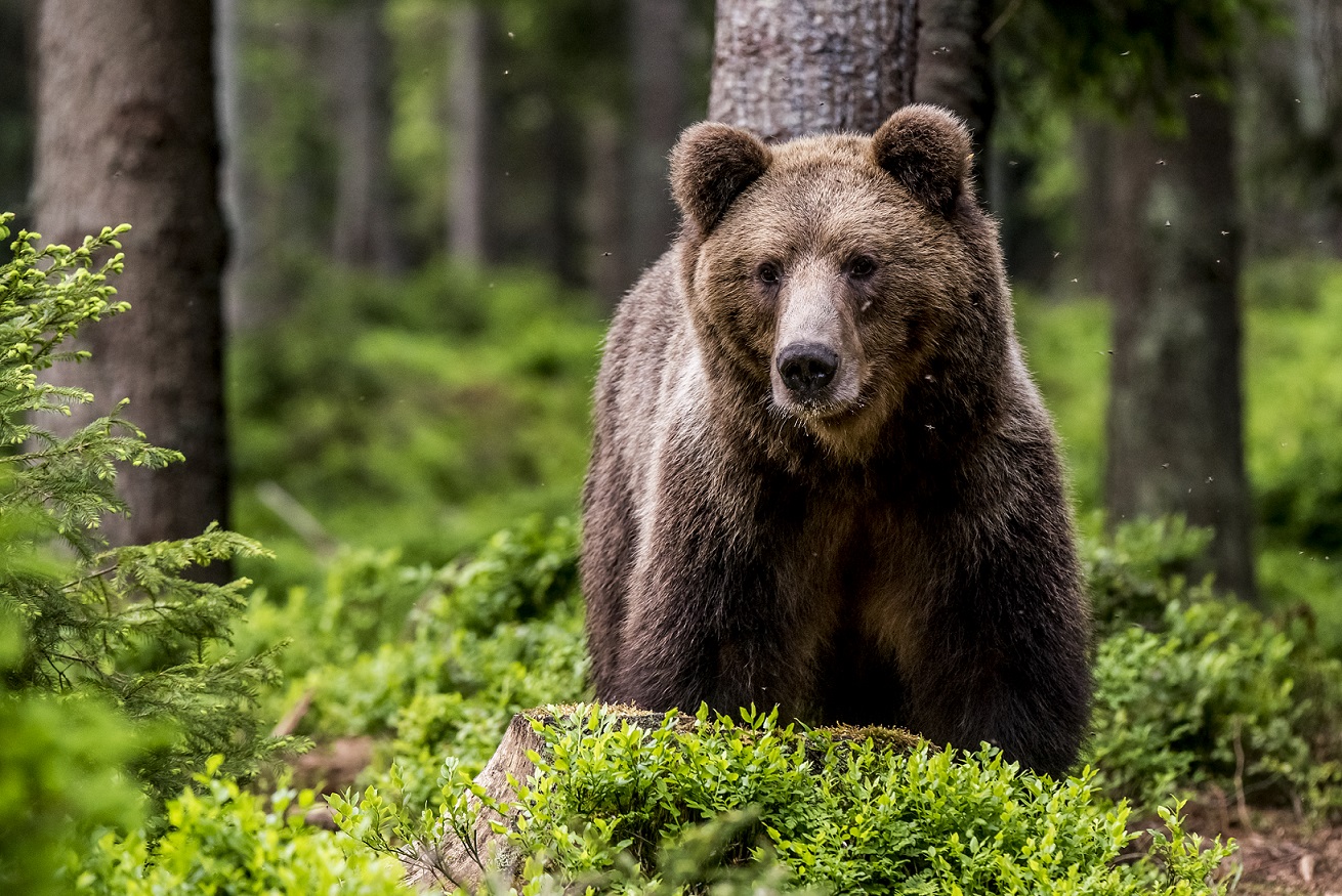 WWF Slovensko je za prísnu ochranu medveďa hnedého a proti regulovanému lovu