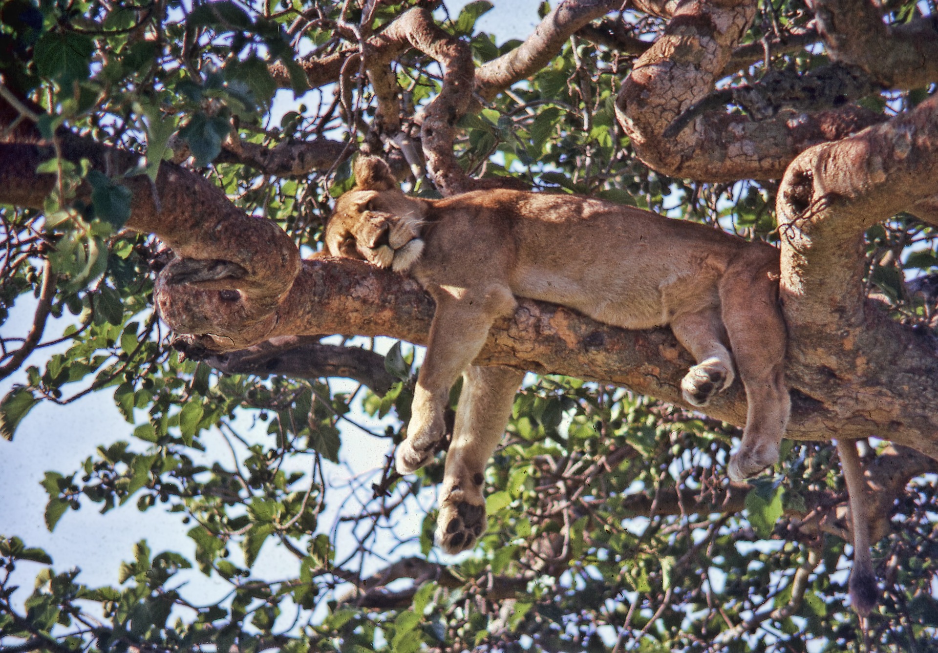 Návšteva Safari v Národnom parku Queen Elizabeth na západe Ugandy